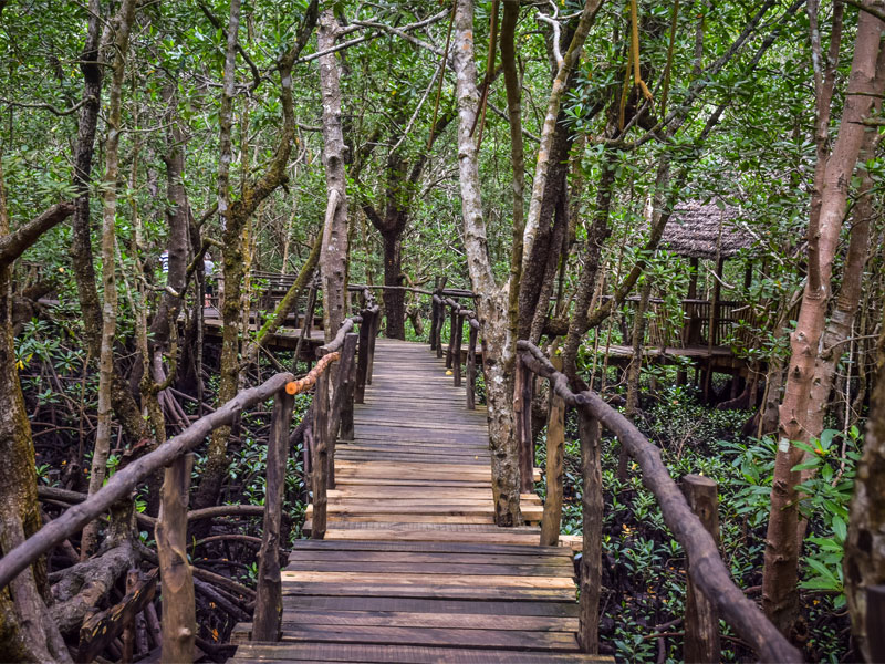 Jozani Forest
