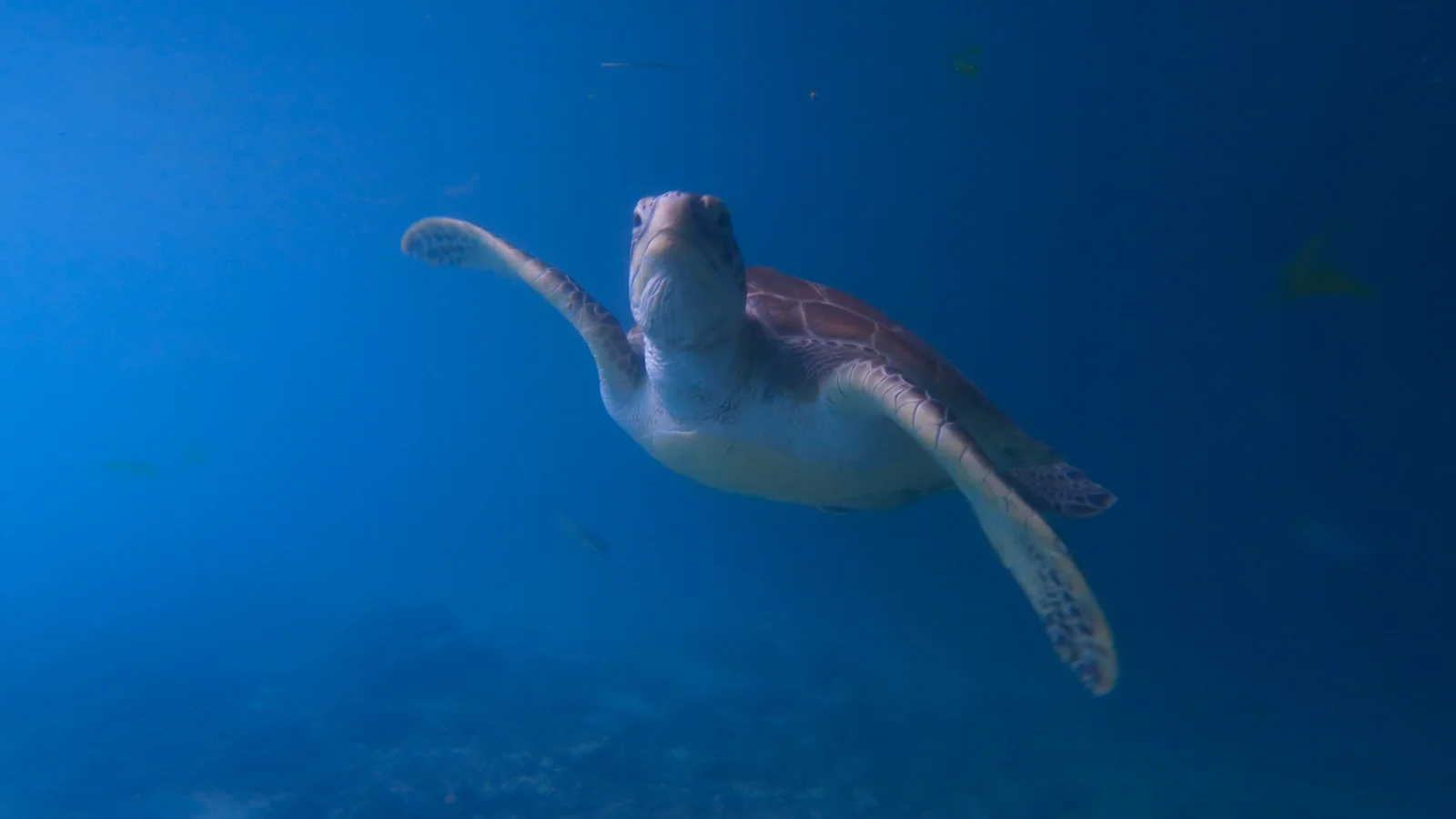 Mnemba Island Tour
