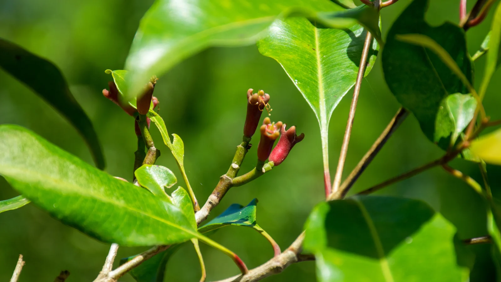 Spice Farm Tour