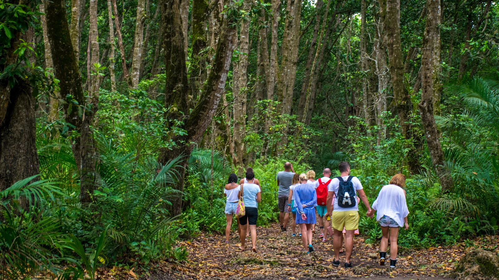 Jozani Forest Tour
